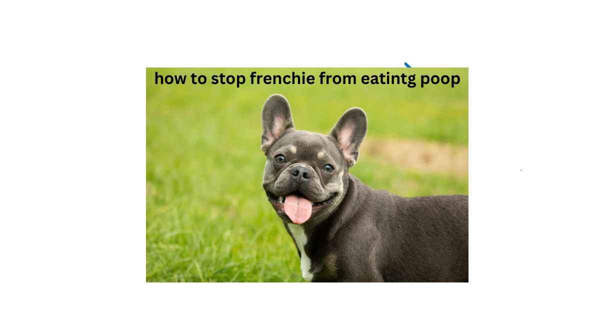 how to stop frenchie from eating poop