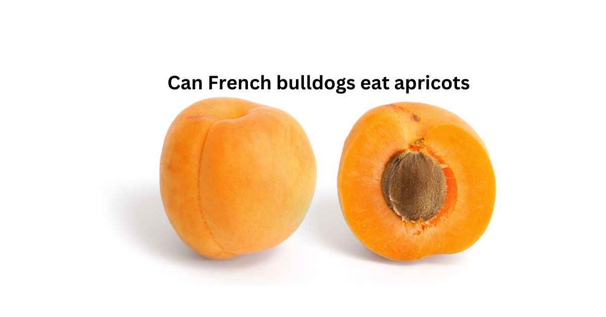 Can French bulldogs eat apricots