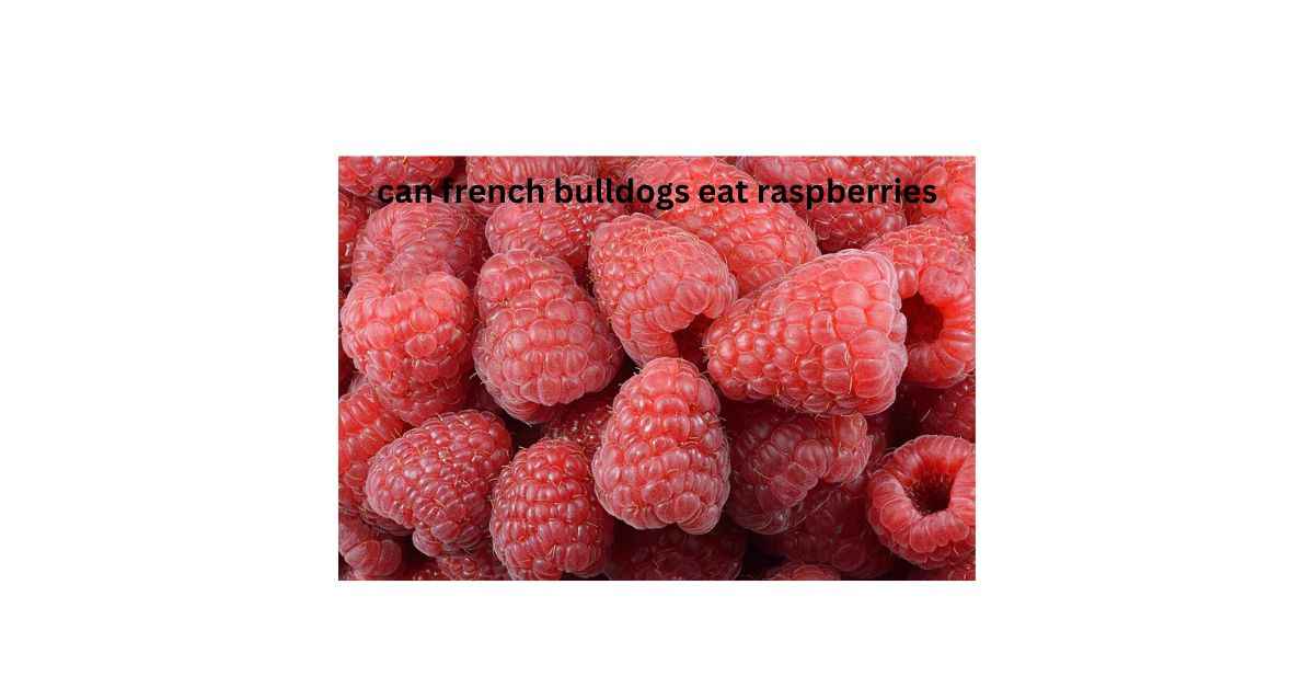 can french bulldogs eat raspberries