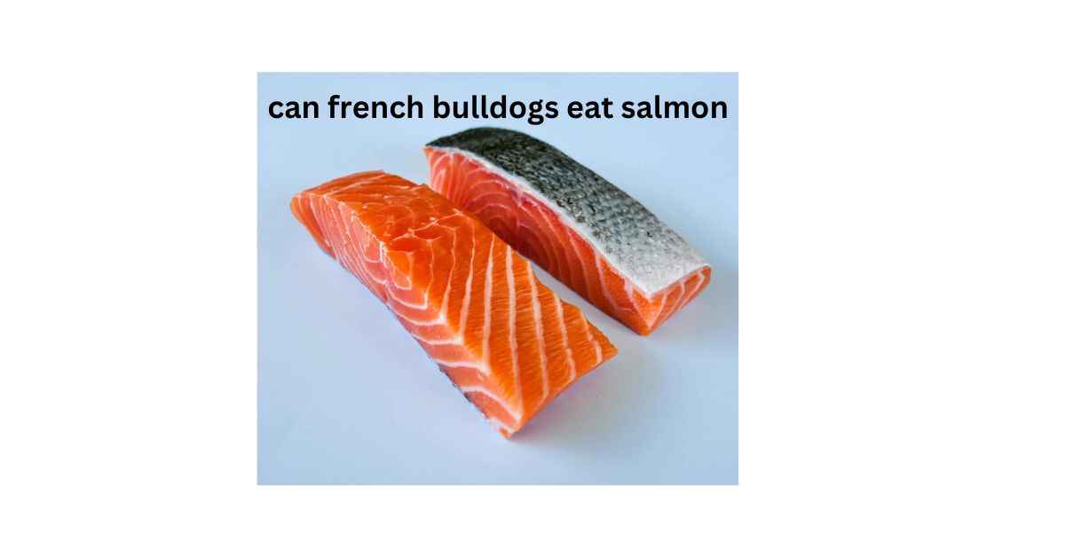 can french bulldogs eat salmon