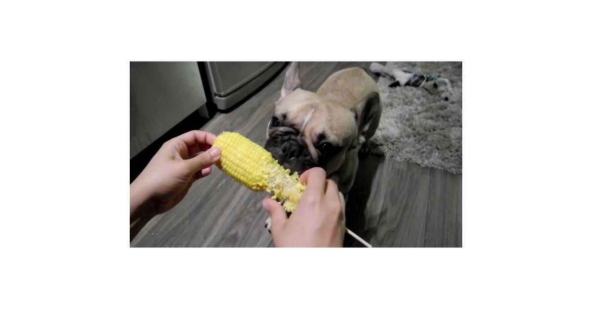 can Frenchies eat corn