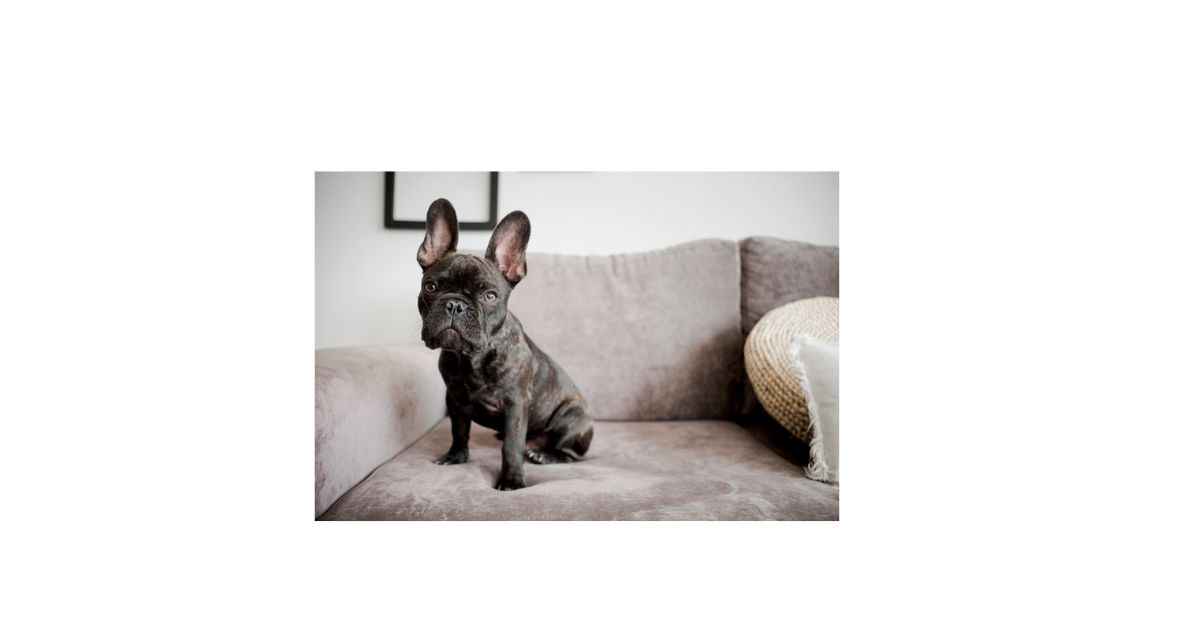 Mini Frenchie